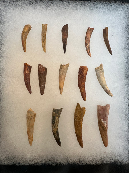 Pterosaur Fossil Tooth Lot (14)
