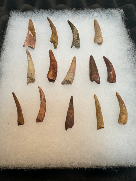 Pterosaur Fossil Tooth Lot (14)