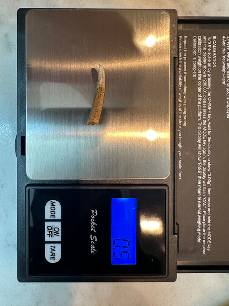 Pterosaur Fossil Tooth Lot (14)