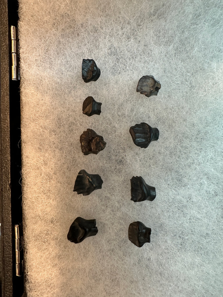 Edmontonia Tooth Fossil Lot (9)