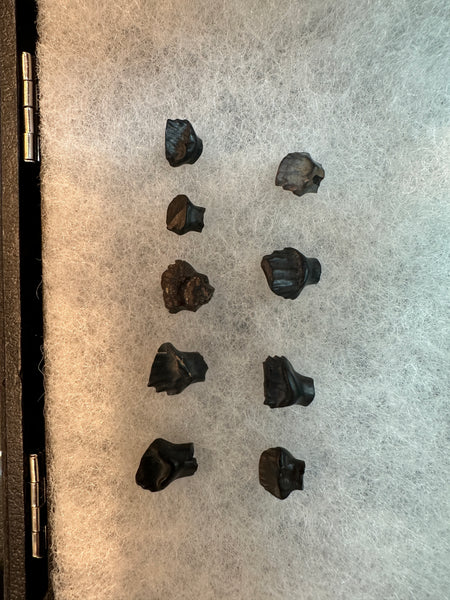 Edmontonia Tooth Fossil Lot (9)