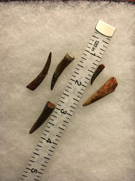 Pterodactyl Fossils For Sale