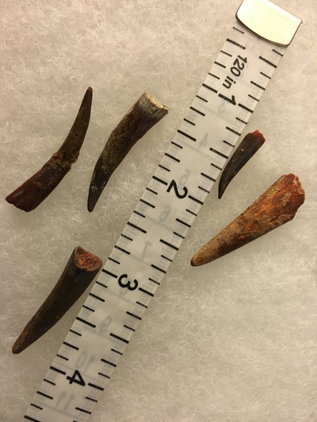 Pterodactyl Fossils For Sale