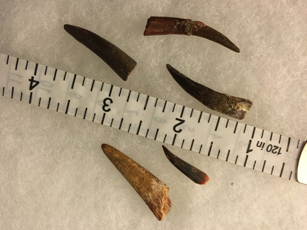 Pterodactyl Fossils For Sale