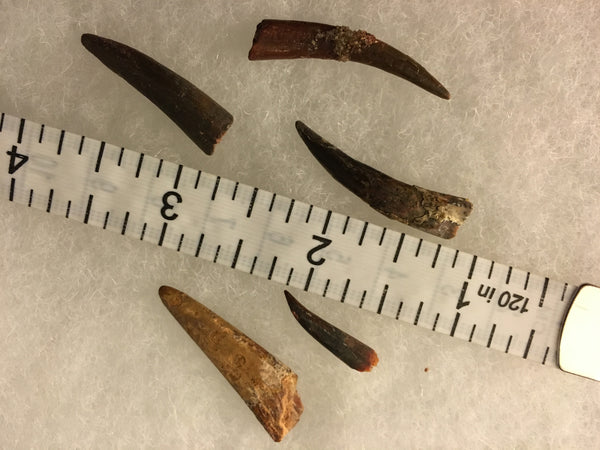 Pterodactyl Fossils For Sale