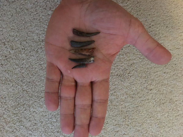 Pterodactyl Fossils For Sale