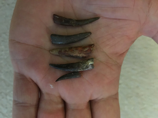 Pterodactyl Fossils For Sale