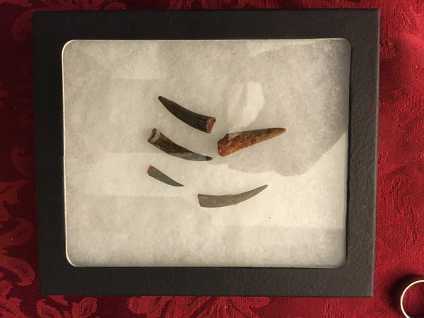 Pterodactyl Fossils For Sale