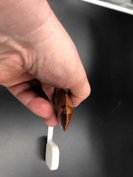 6" Carcharodontosaurus Tooth Fossil