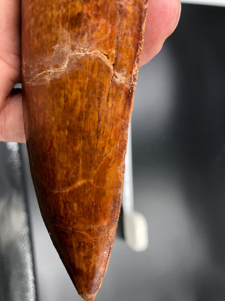 Tip of Carcharodontosaurus Tooth Fossil