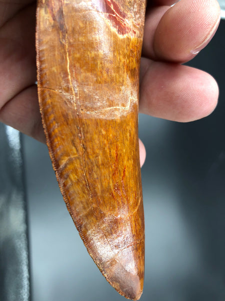6" Carcharodontosaurus Tooth Fossil