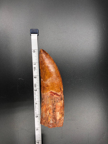 6" Carcharodontosaurus Tooth Fossil