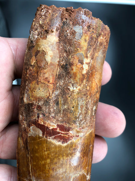 6" Carcharodontosaurus Tooth Fossil