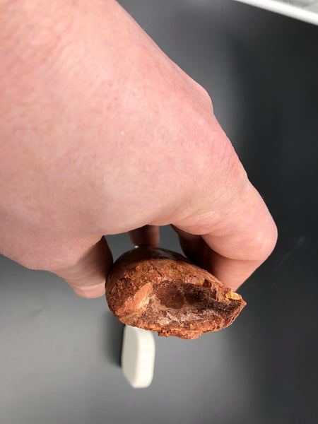 Bottom of Carcharodontosaurus Tooth Fossil