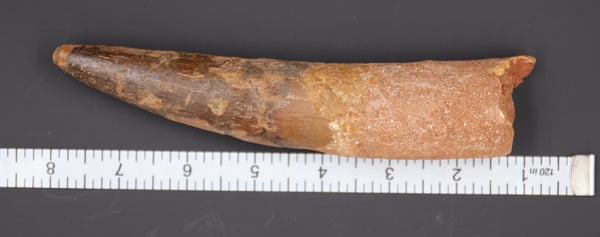 Spinosaurus Tooth Fossil
