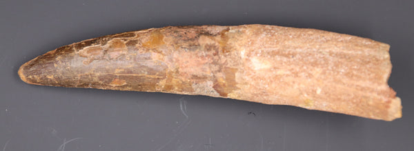 7" Spinosaurus Tooth