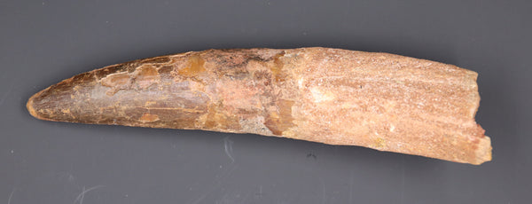 7 inch Spinosaurus tooth