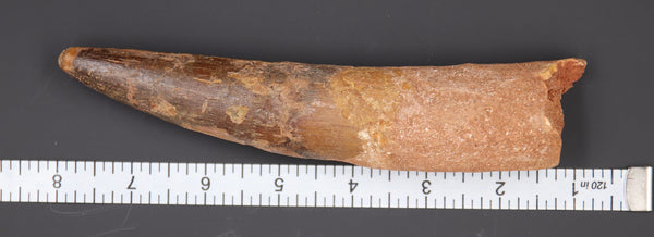 7" Spinosaurus Tooth