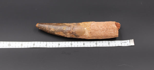 7" Spinosaurus Tooth