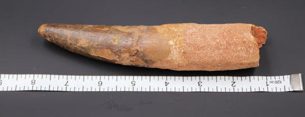 7" Spinosaurus Tooth