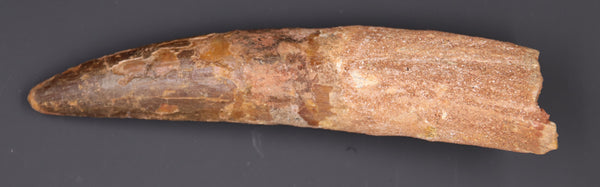 7" Spinosaurus Tooth