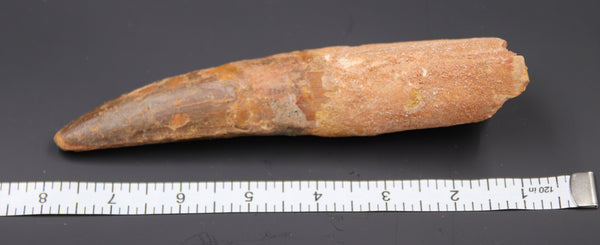7" Spinosaurus Tooth