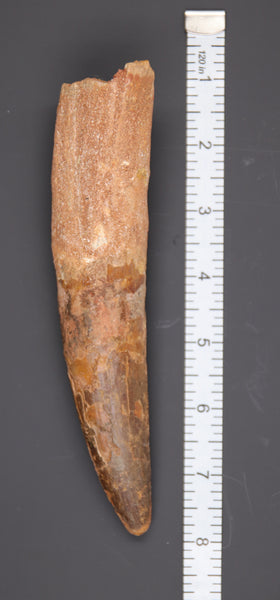 7" Spinosaurus Tooth