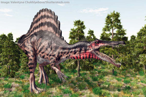 7" Spinosaurus Tooth