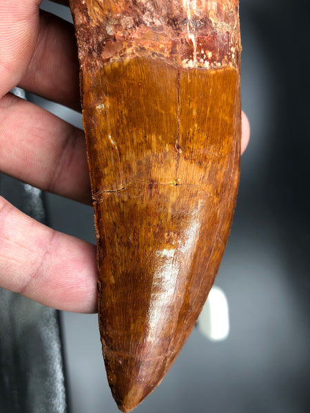 Right Side of Carcharodontosaurus Tooth Fossil