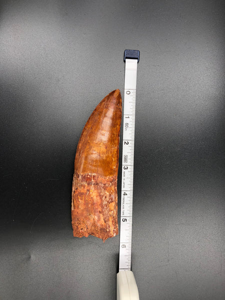 6" Carcharodontosaurus Tooth Fossil