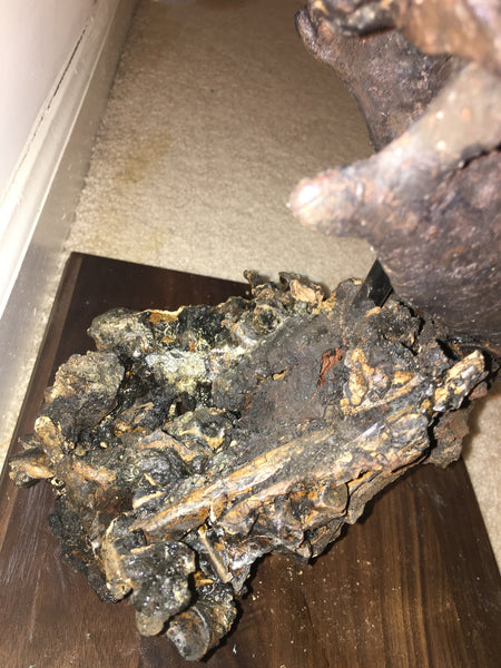 La Brea Tar Pits Dire Wolf Skull