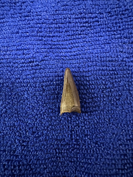 Trex Premax Tooth 0.75” 100% Original