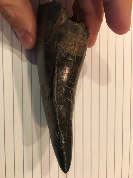 Tyrannosaurus Rex 5.25” Tooth Fossil For Sale