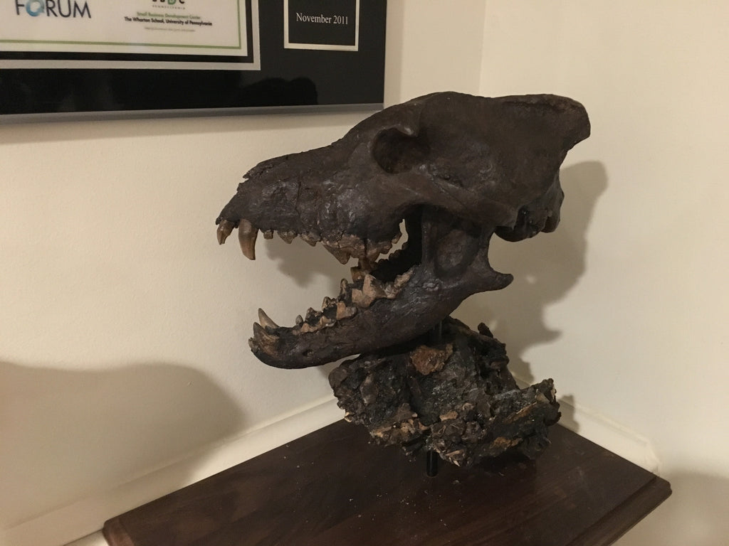 La Brea Tar Pits Dire Wolf Skull