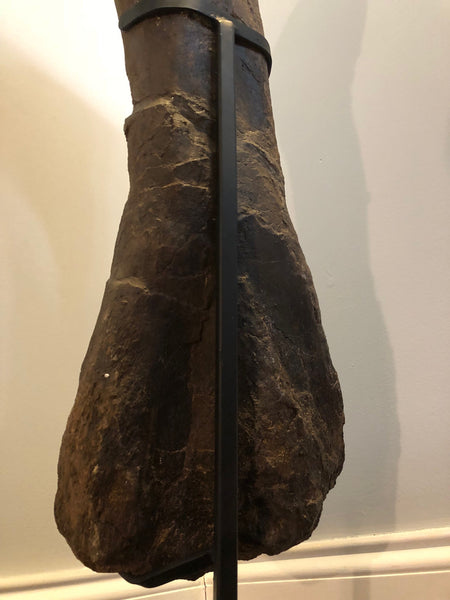Suuwassea Humerus Fossil Bone on Stand