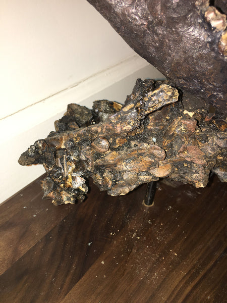 La Brea Tar Pits Dire Wolf Skull