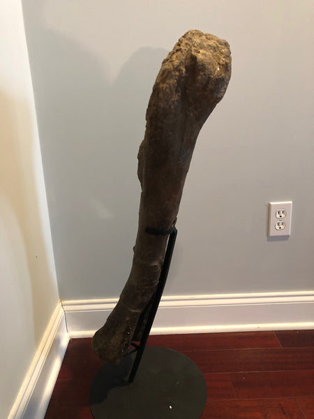 Suuwassea Humerus Fossil Bone on Stand