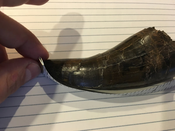 Tyrannosaurus Rex 5.25” Tooth Fossil For Sale