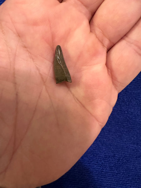 Trex Premax Tooth 0.75” 100% Original