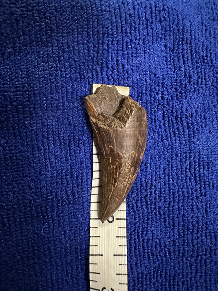 Premium 95+% Original T. rex Maxillary Tooth 2.20” (around the curve)