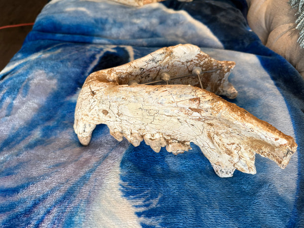 HUGE Dinocrocuta gigantea Skull and Jaw