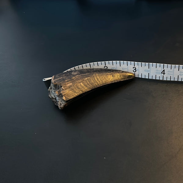 3” Maxillary T. rex Tooth (around the curve) with Amazing Serrations and Beautiful Patina