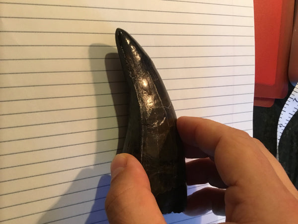 Tyrannosaurus Rex 5.25” Tooth Fossil For Sale