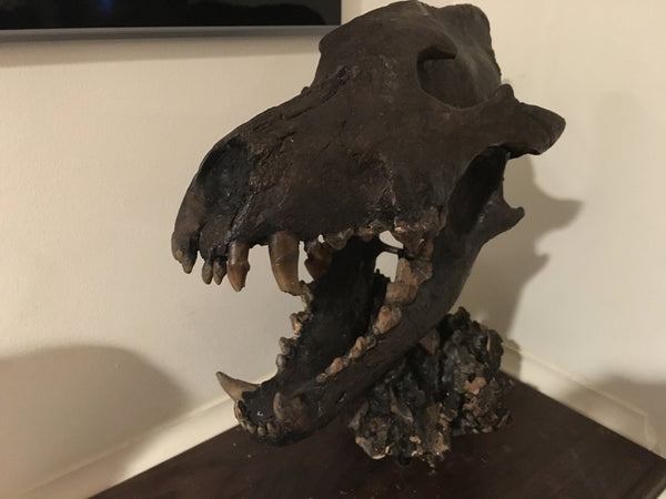 La Brea Tar Pits Dire Wolf Skull