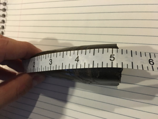 T Rex 5.25” Tooth Fossil with Tape Measure