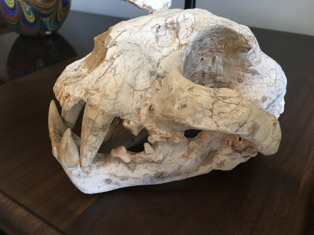 Ride Side View of a Sabered Tooth Cat Skull