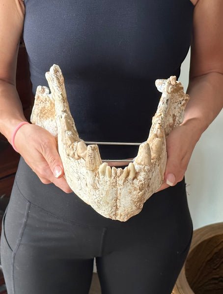 HUGE Dinocrocuta gigantea Skull and Jaw