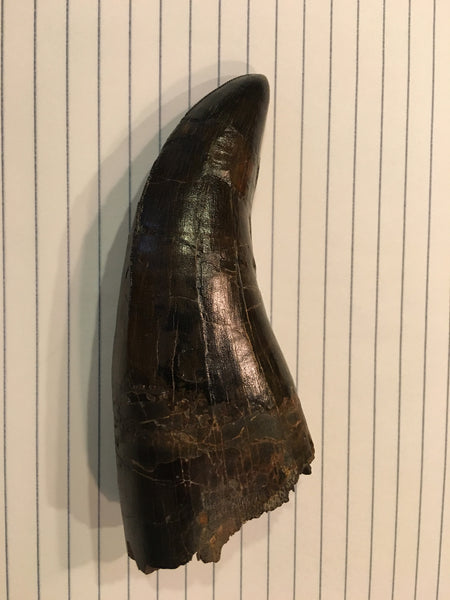 Tyrannosaurus Rex 5.25” Tooth Fossil For Sale
