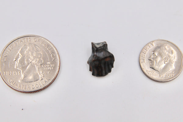 Edmontonia Tooth Fossil