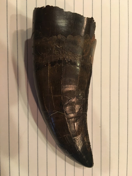 Tyrannosaurus Rex 5.25” Tooth Fossil For Sale